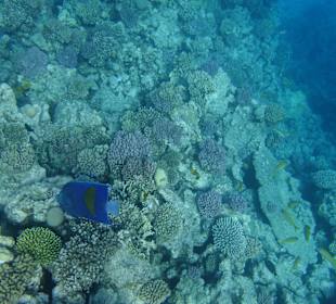 Riffe/Korallen