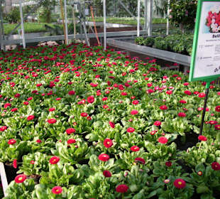 Bellis