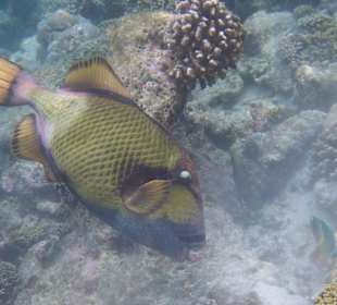 Drückerfisch