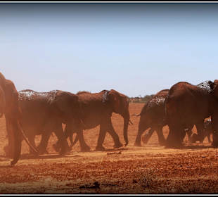 Tsavo - rodzinka w komplecie 