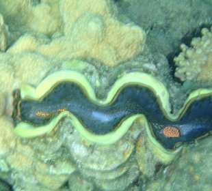 Hoteleigenes Korallenriff