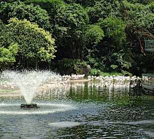 Jurong Bird Park Singapur