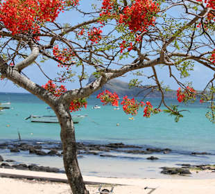Feuerbaum am Kap Malheureux