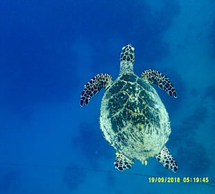 Schnorcheln Marsa Alam