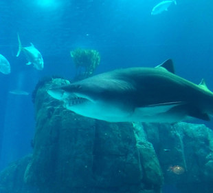 Shark