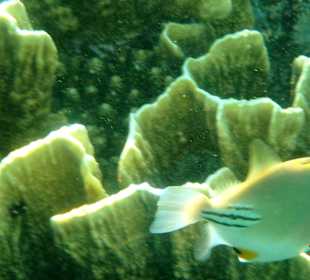 Hausriff beim Schnorcheln 