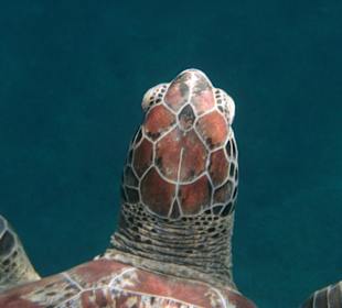 Schildkröte nachmittags an der Nordwand