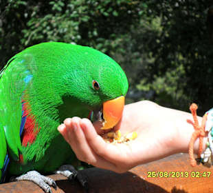 Birdworld Kuranda