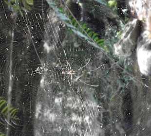 Große Spinne