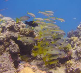 Riffbewohner
