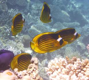 Tolle Unterwasserwelt