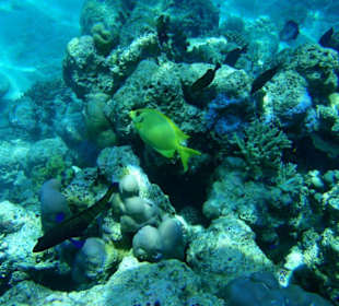 Zebrasoma flavescens