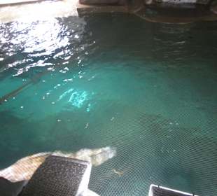 Aquarium / Oceanongrafic