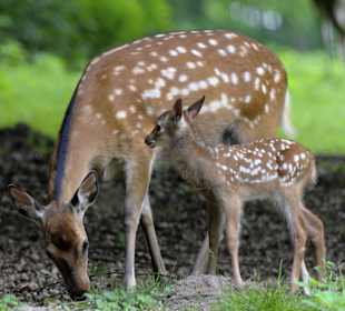Dybowski Kalb & Mutter