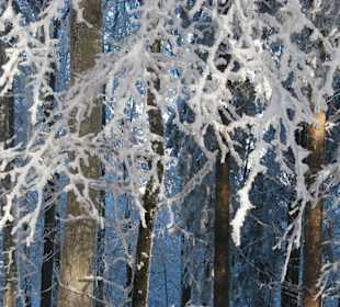 Sneeuw op de Uetliberg