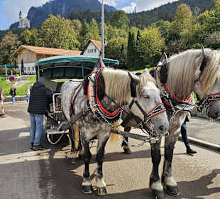 Pferdeshuttle zum Schloss