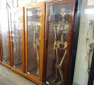 Im Anatomiemuseum