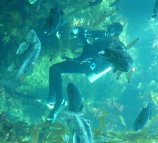 Taucher bei der Fütterung