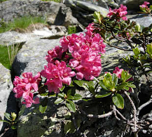 Reiteralm,Almrausch