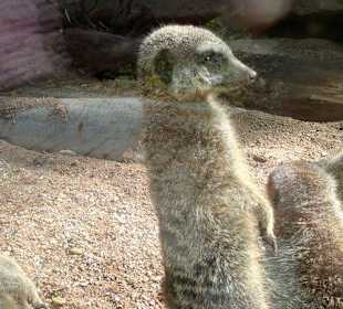 Zoo Brno