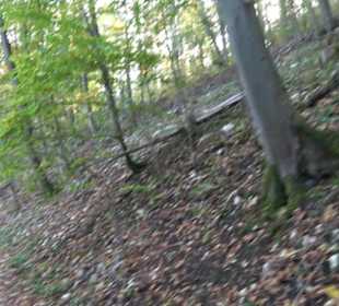 Premiumwanderweg hochgehkeltert Neuffen