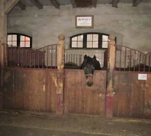 Schloss Fürstenstein ( Ksiaz ) Staatliches Gestüt