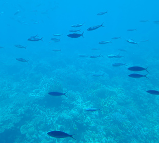 Glasbodenboot Tour Hurghada