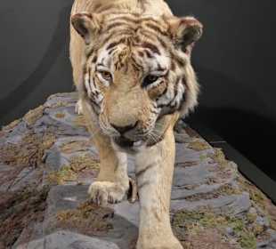 Rundgang durch das Zoologische Museum