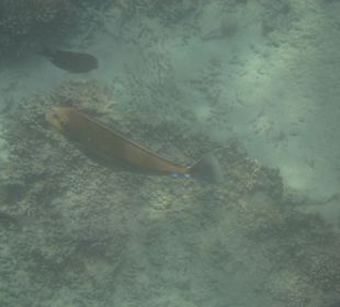 Belinda Speedboattour Blue Bay