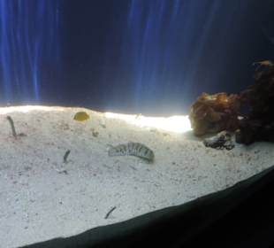 Im Aquarium unterwegs