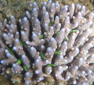 Schnorcheln am Hausriff