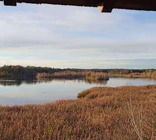 Moor bei Ainring 