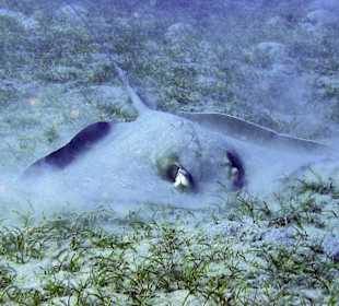 Podwodne życie w Abu Dabab