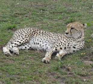 Gepard