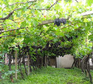 Weinanbau in Tramin