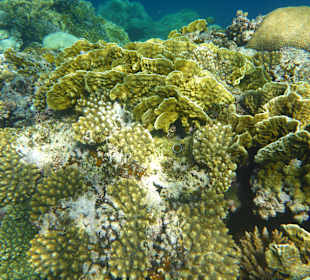 Schnorcheln Marsa Alam