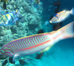 Schnorcheln Marsa Alam