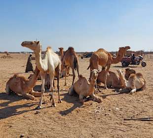 Kamelmarkt El Shalateen