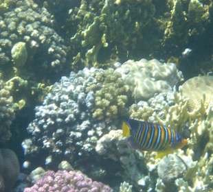 Zweite Riff Delphintour