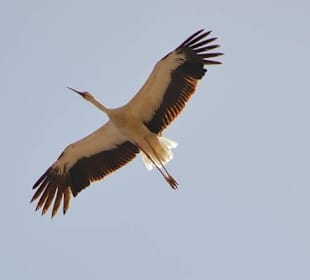 Es waren tausende Störche dieses Jahr...