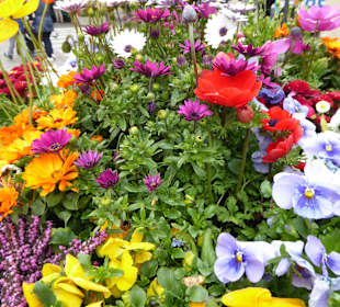 Bozen lockt zu Ostern mit herrlicher Blumenpracht