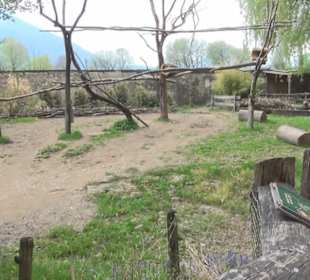 Südamerikabereich - Großer Mara