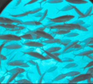 Blick aus dem U-Boot