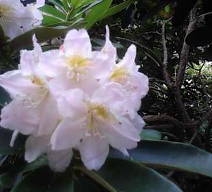 Weiße Rhododendron- Blüte