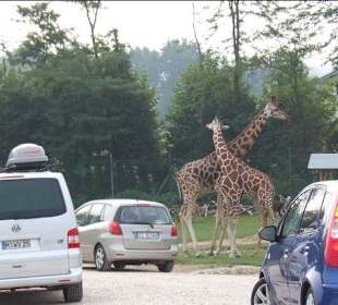Giraffen