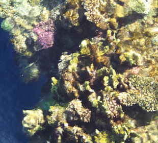 Bunte Korallenwelt