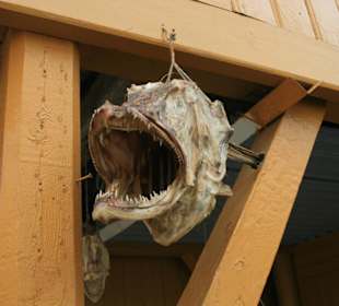 Fischkopf in Nusfjord auf den Lofoten