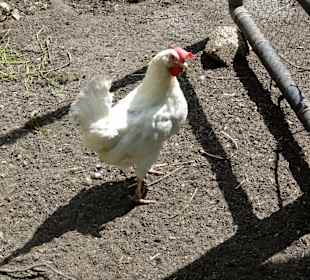 Rundgang durch die Idylle von Mimi´s Eco Farm