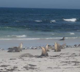 Australische Seelöwen