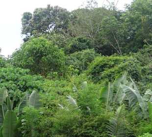 Blick in den Dschungel von Thailand